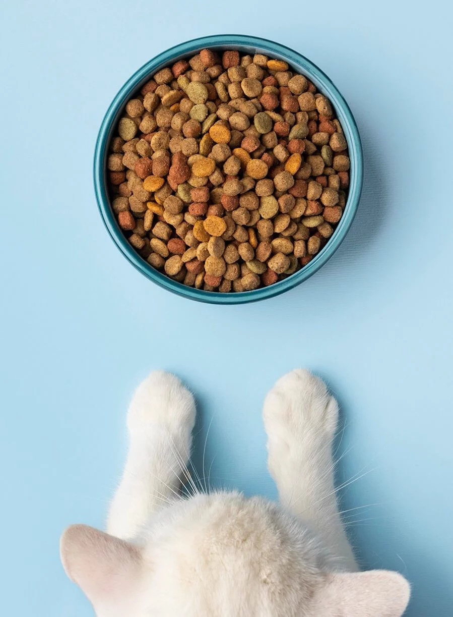 Dog owner preparing fresh dog food
